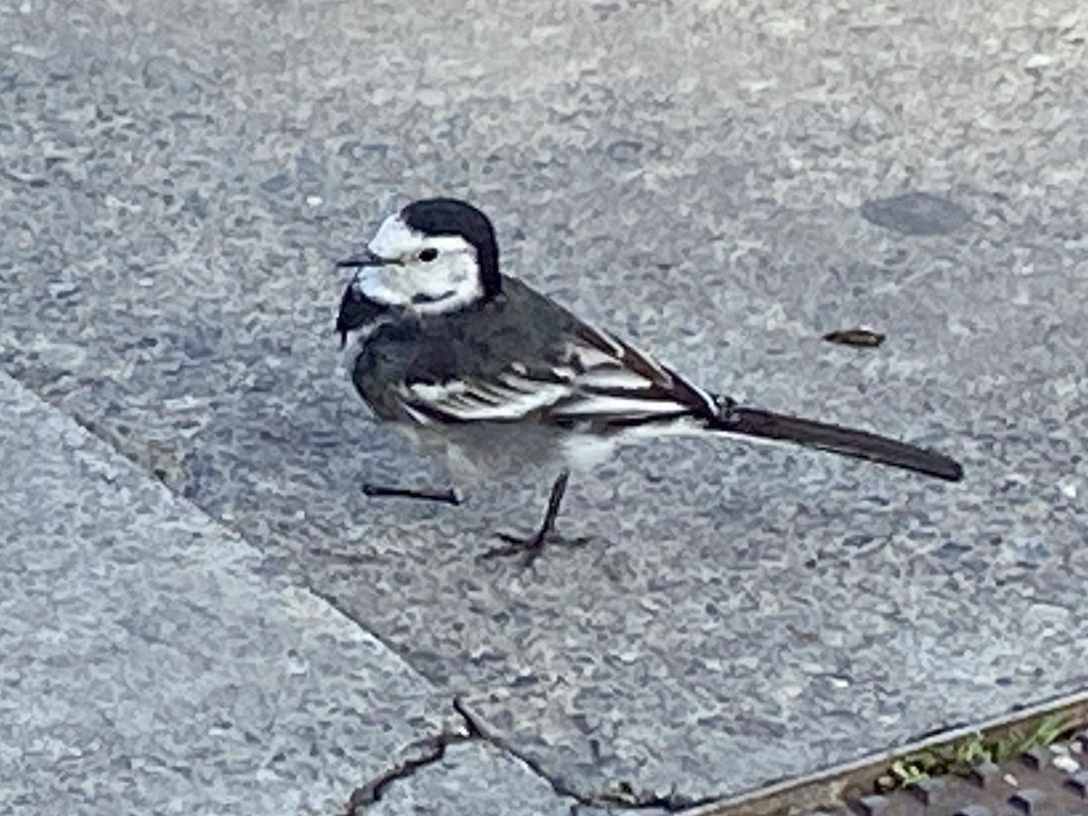 White Wagtail (British) - Darryl Rathbun