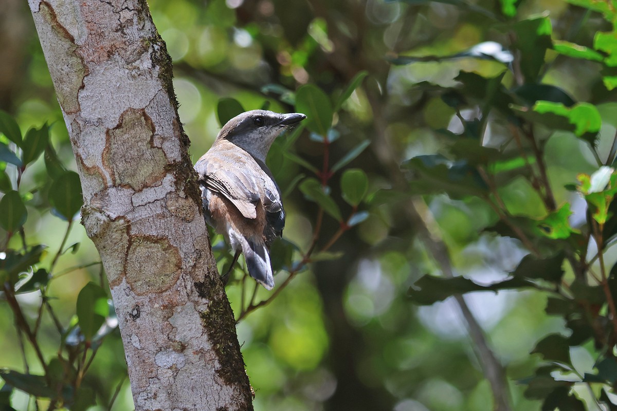 Mauritius Cuckooshrike - Charley Hesse TROPICAL BIRDING