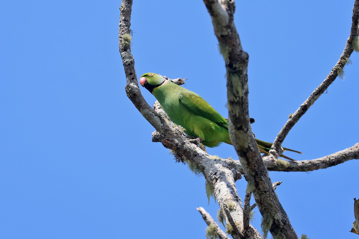 Morityus Yeşil Papağanı - ML610213327
