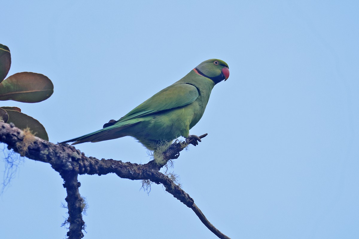 Morityus Yeşil Papağanı - ML610213328