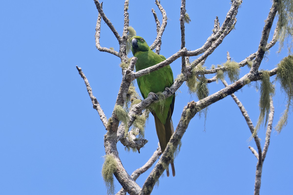 Morityus Yeşil Papağanı - ML610213329