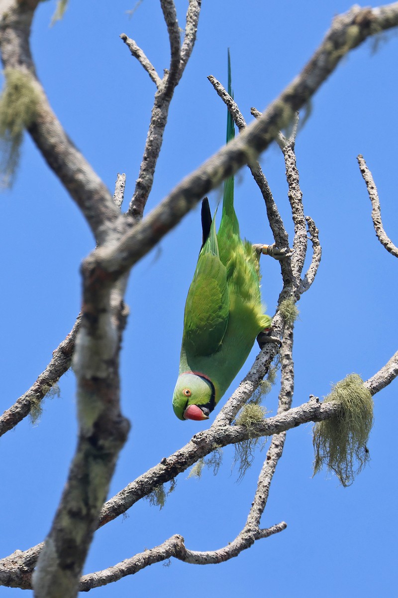 Morityus Yeşil Papağanı - ML610213330