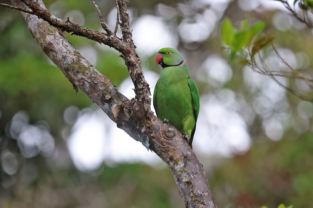 Morityus Yeşil Papağanı - ML610213332