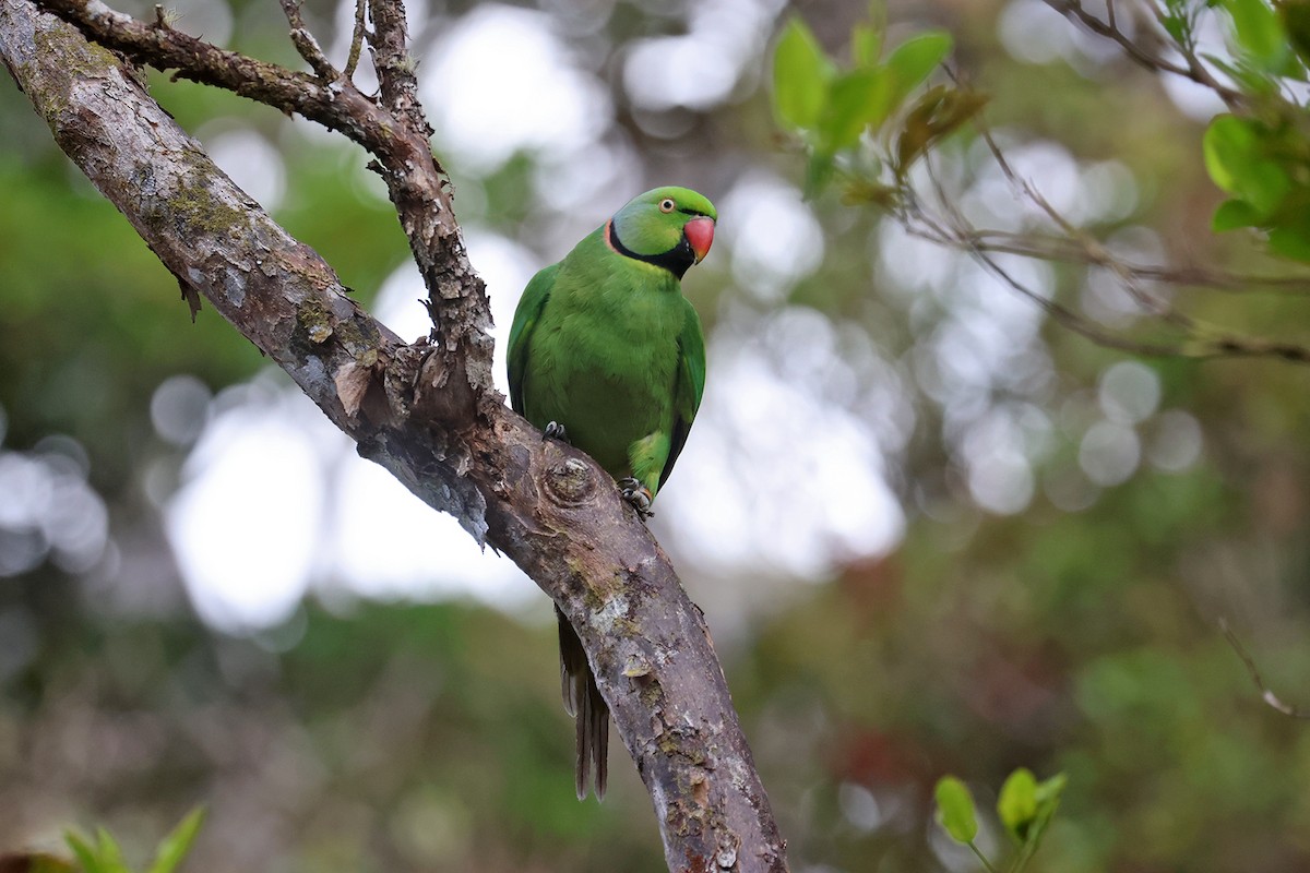 Echo Parakeet - ML610213334