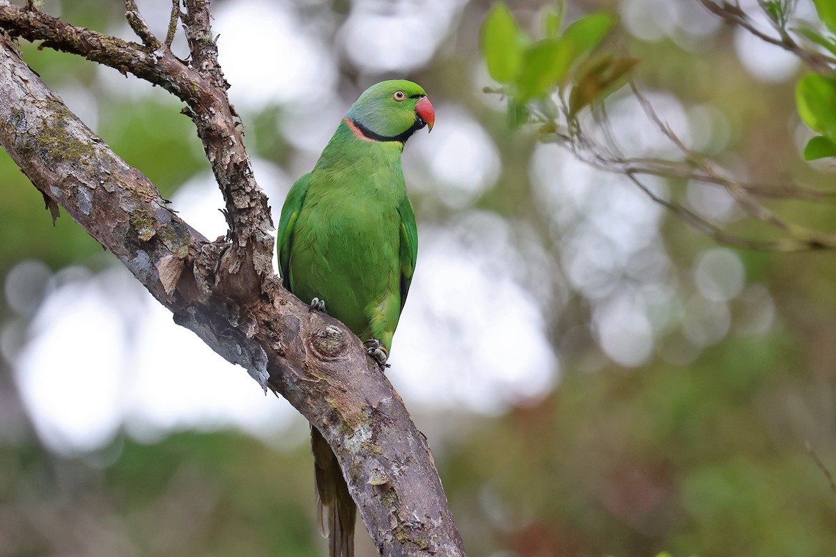 Morityus Yeşil Papağanı - ML610213335