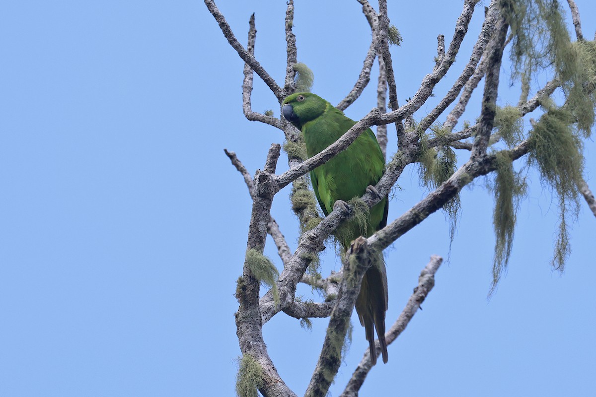 Morityus Yeşil Papağanı - ML610213337