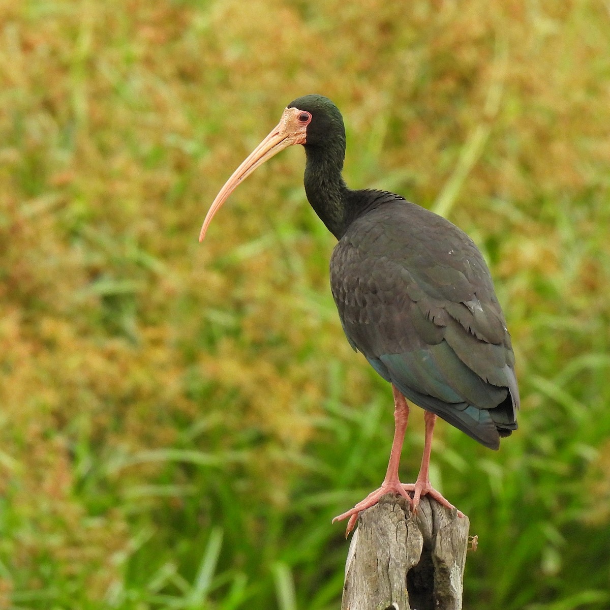 ibis tmavý - ML610213409