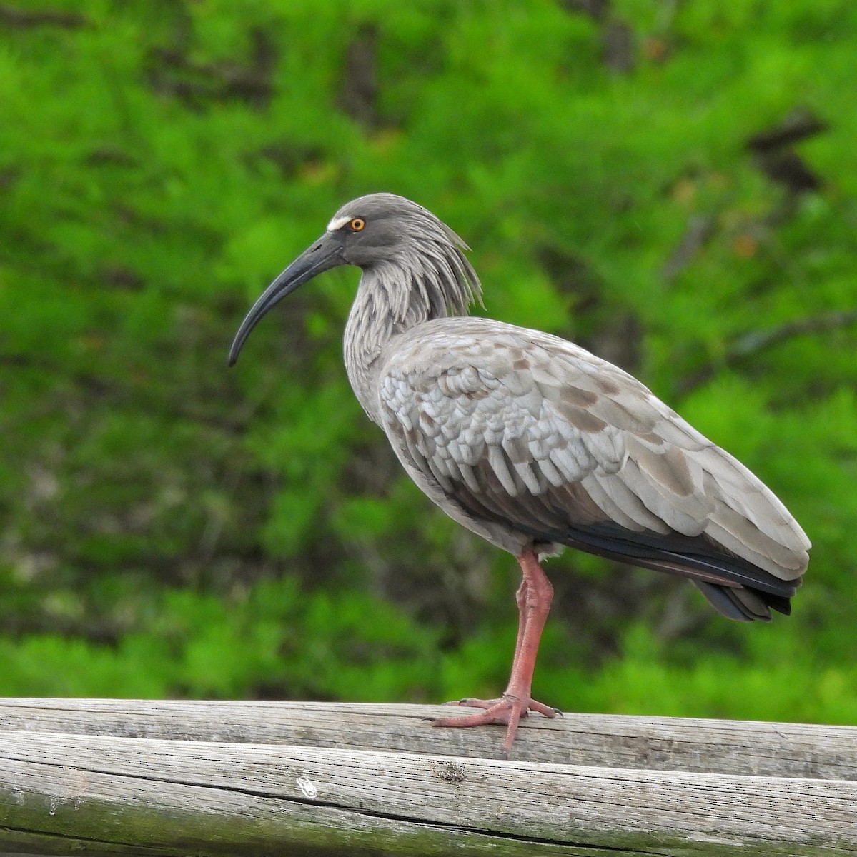 ibis běločelý - ML610213419