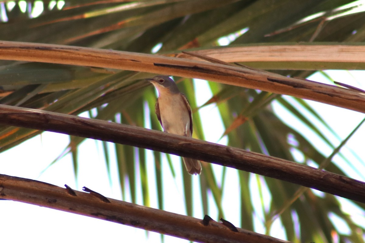 Western Subalpine Warbler - Greg Laverty