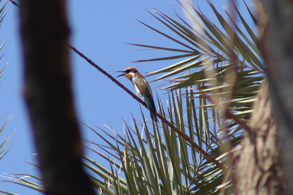 European Bee-eater - ML610213484