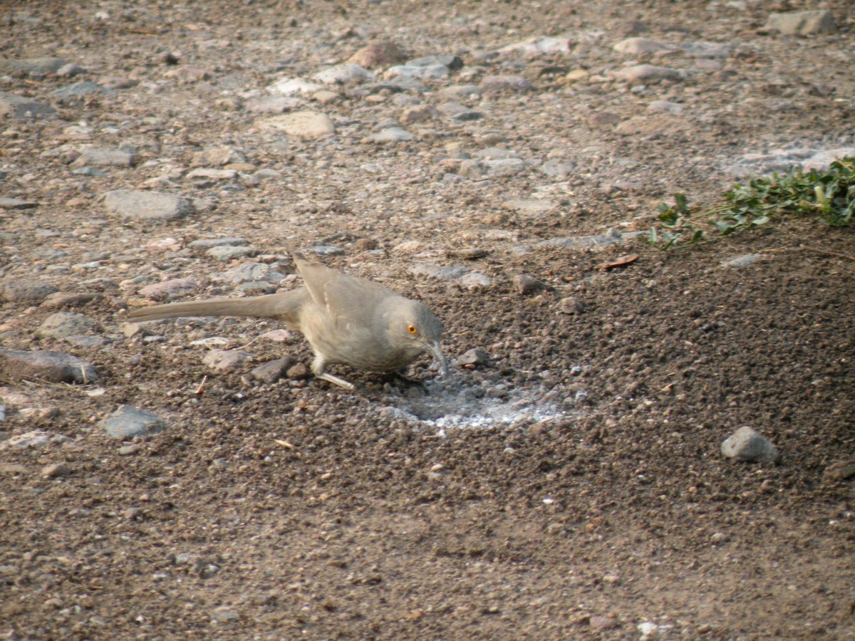 Bendire's Thrasher - ML610213515