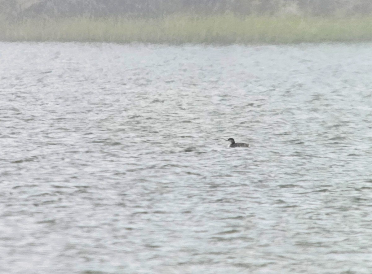 Red-necked Grebe - ML610213521