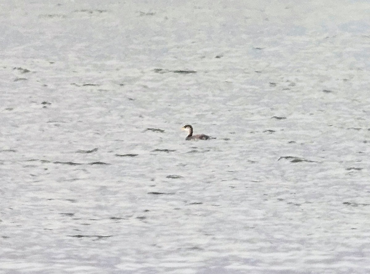 Red-necked Grebe - ML610213523