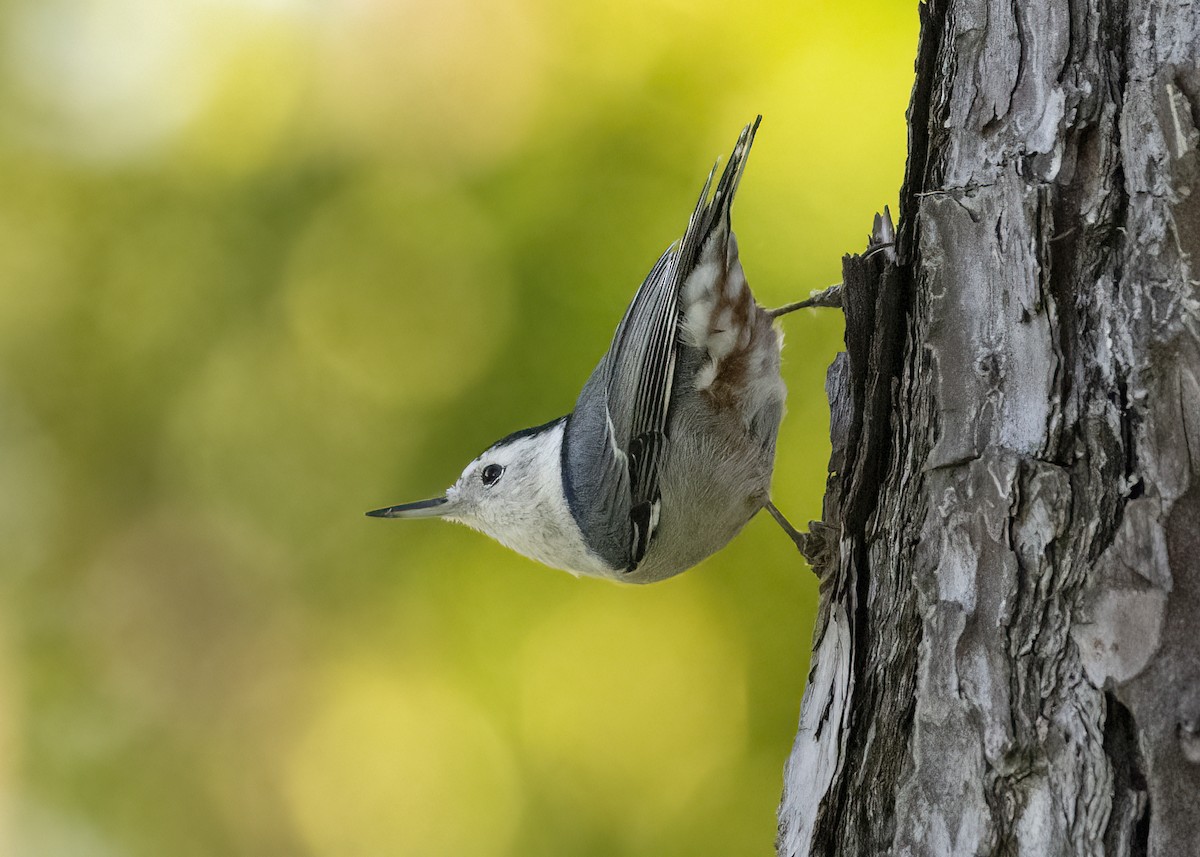 White-breasted Nuthatch - Barbara Swanson