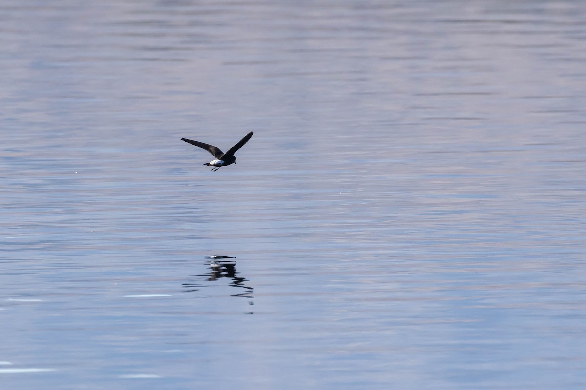 Wedge-rumped Storm-Petrel - ML610213631