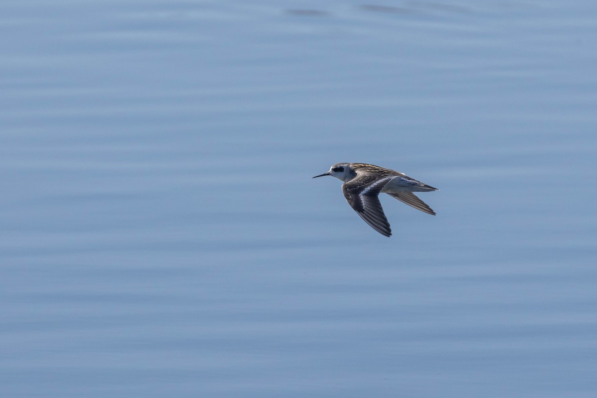 Phalarope à bec étroit - ML610213681