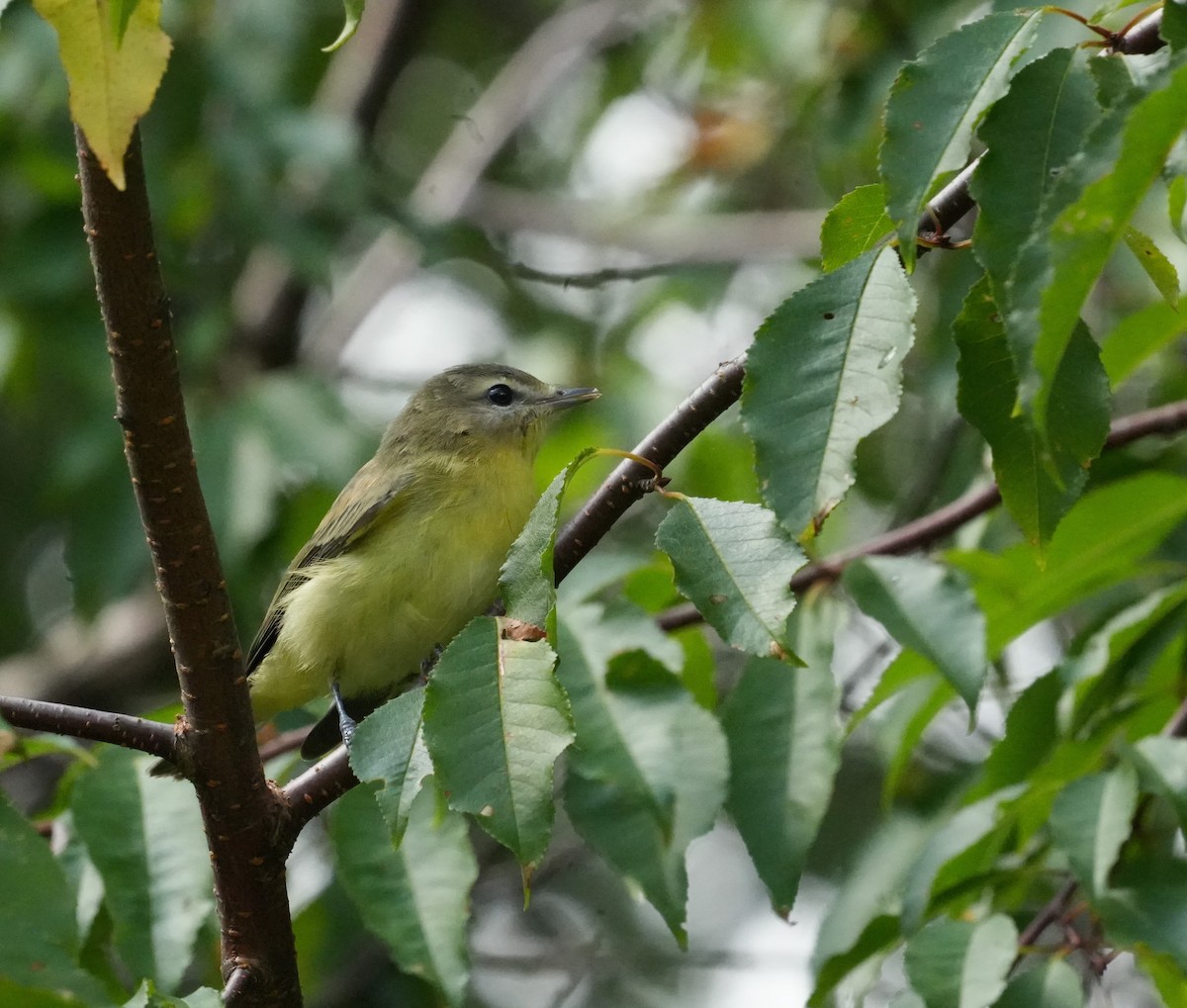 Philadelphia Vireo - ML610213700