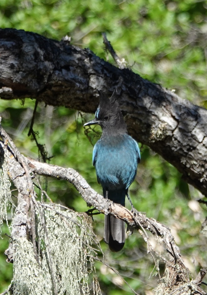 Steller's Jay - ML610213702