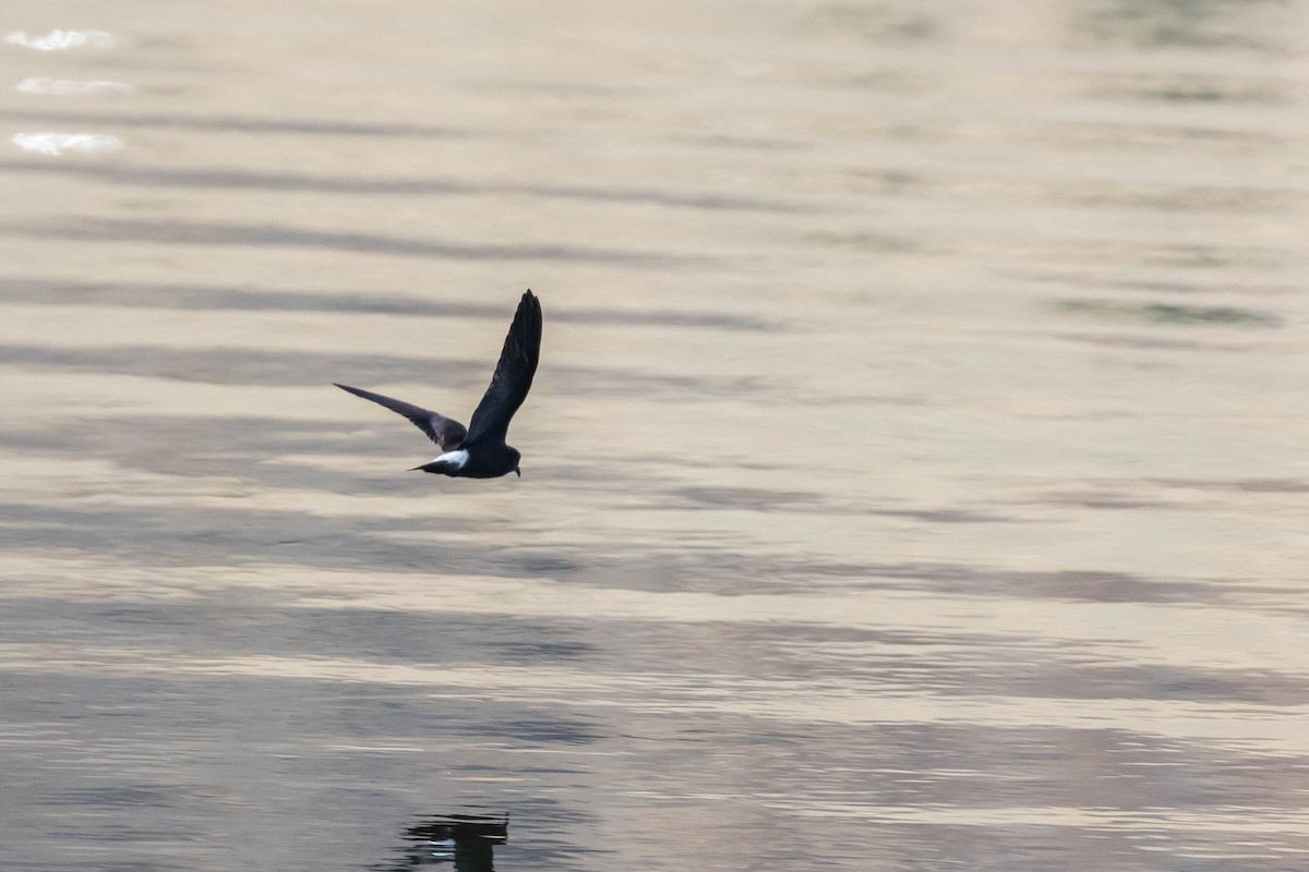 Wedge-rumped Storm-Petrel - Alex Lamoreaux