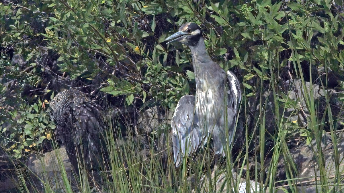 Yellow-crowned Night Heron - ML610213704