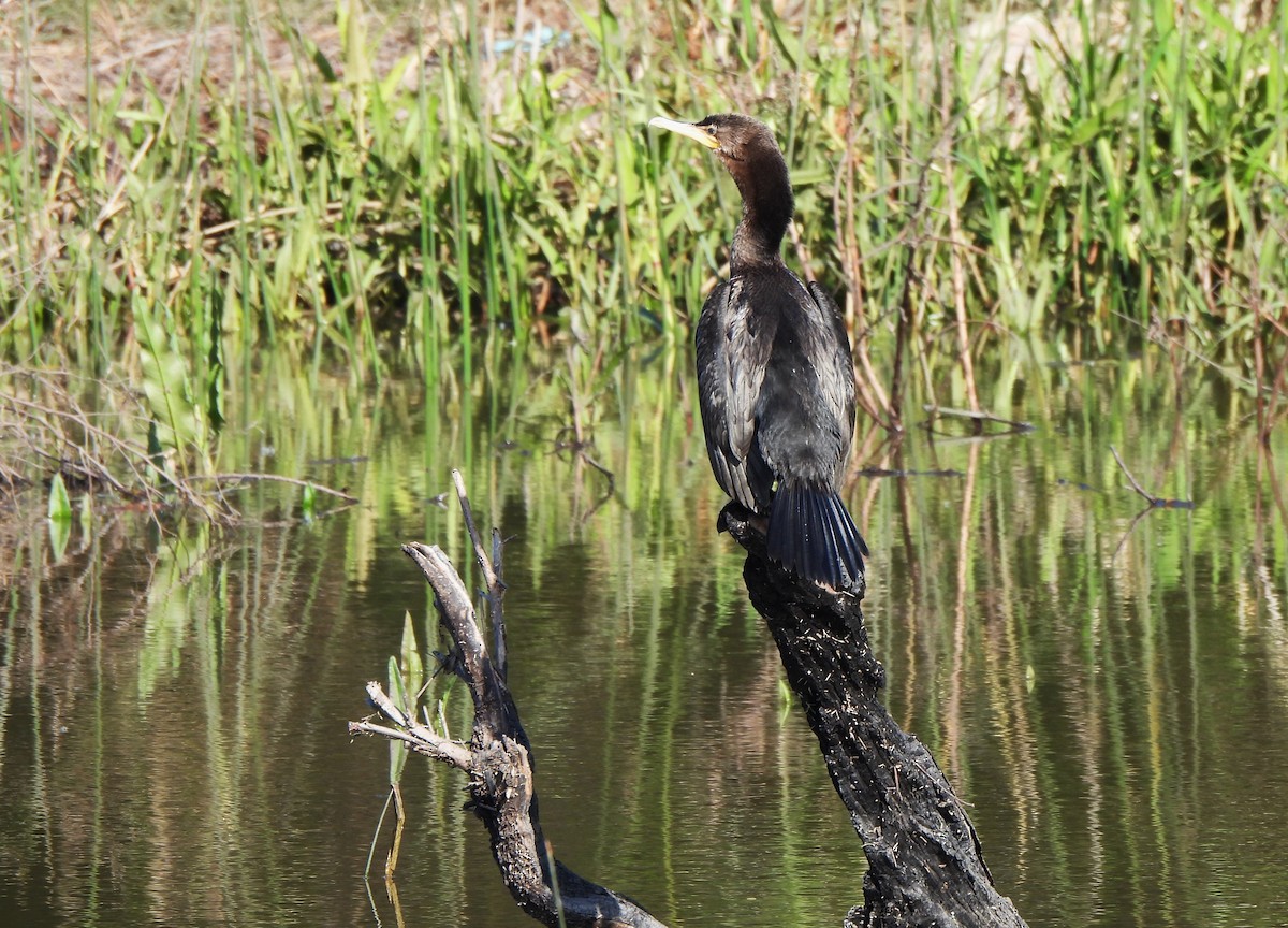 Neotropic Cormorant - Liliana Perera