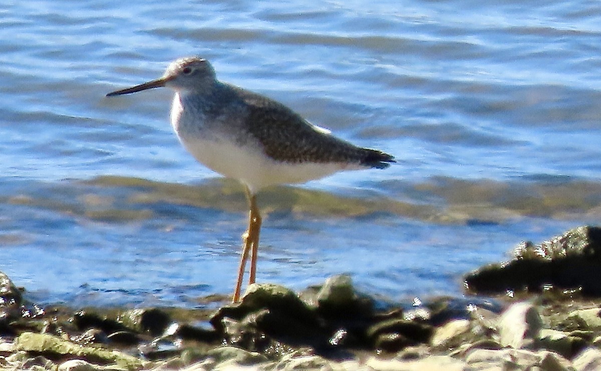 Greater Yellowlegs - ML610213751