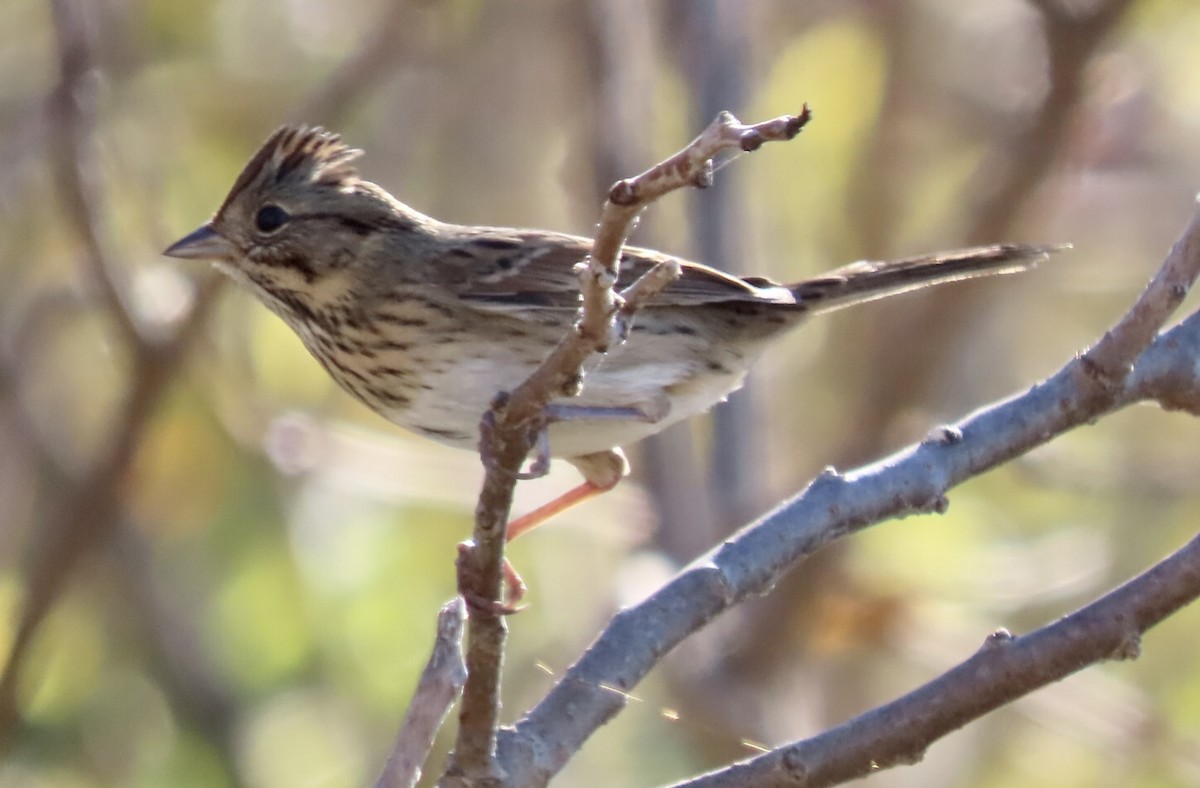 Lincoln's Sparrow - ML610213805