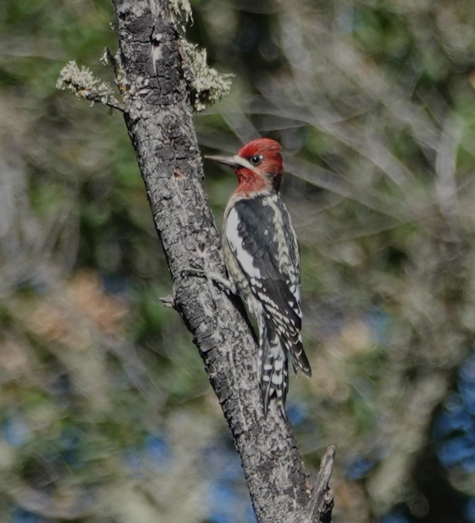 Red-breasted Sapsucker - ML610213842