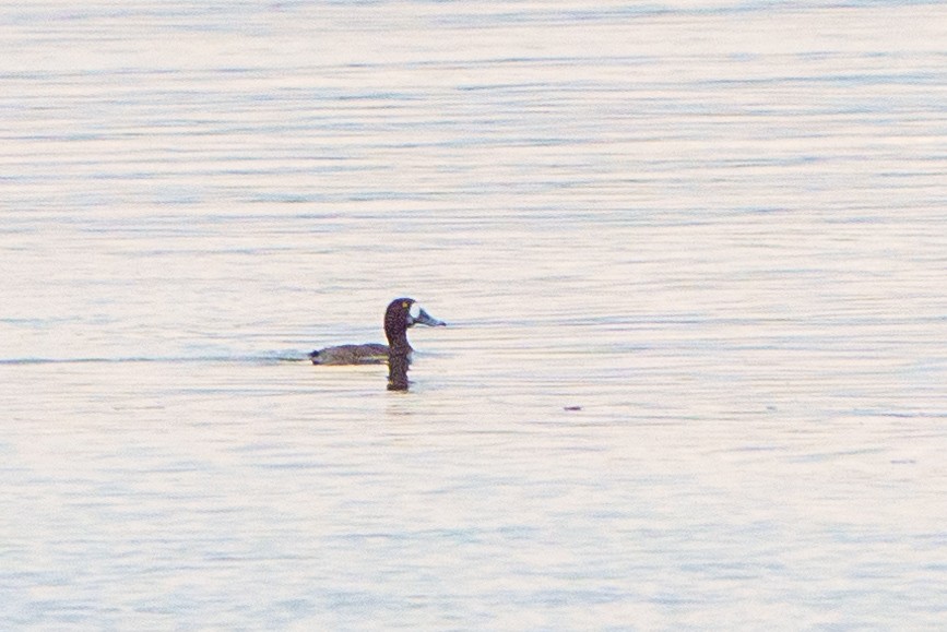 Greater Scaup - Peter Lypkie