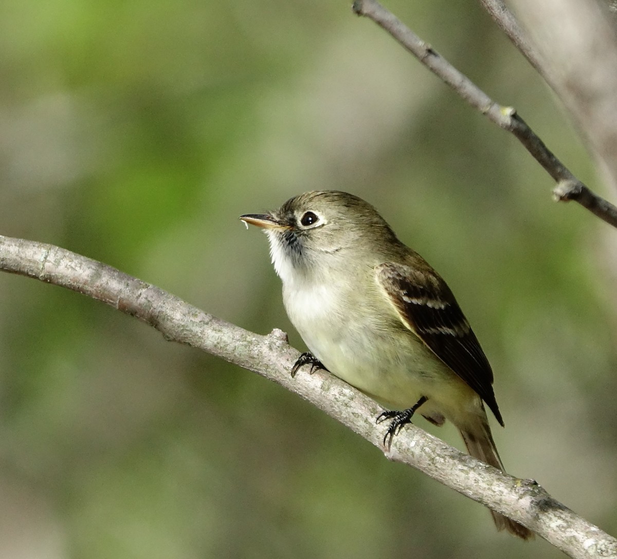 Least Flycatcher - ML610214040