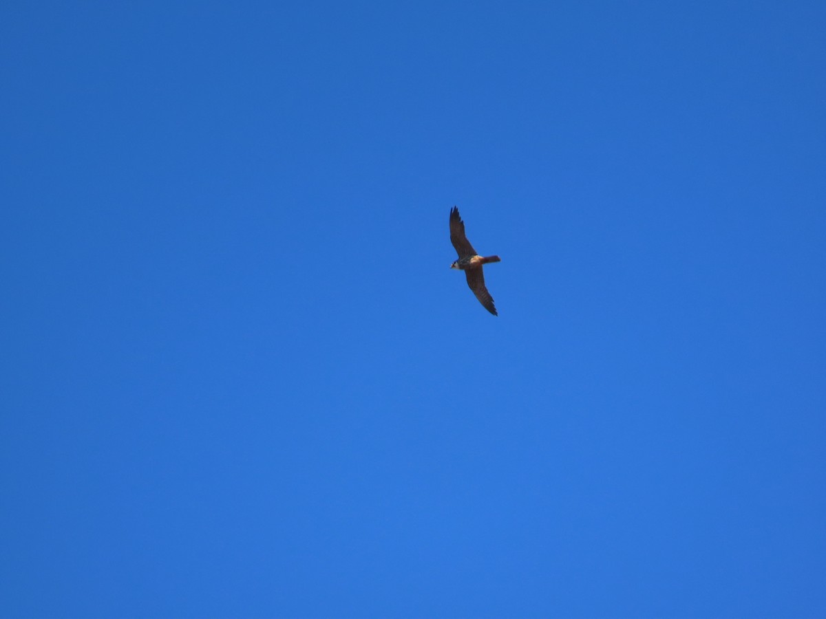 Eurasian Hobby - ML610214133