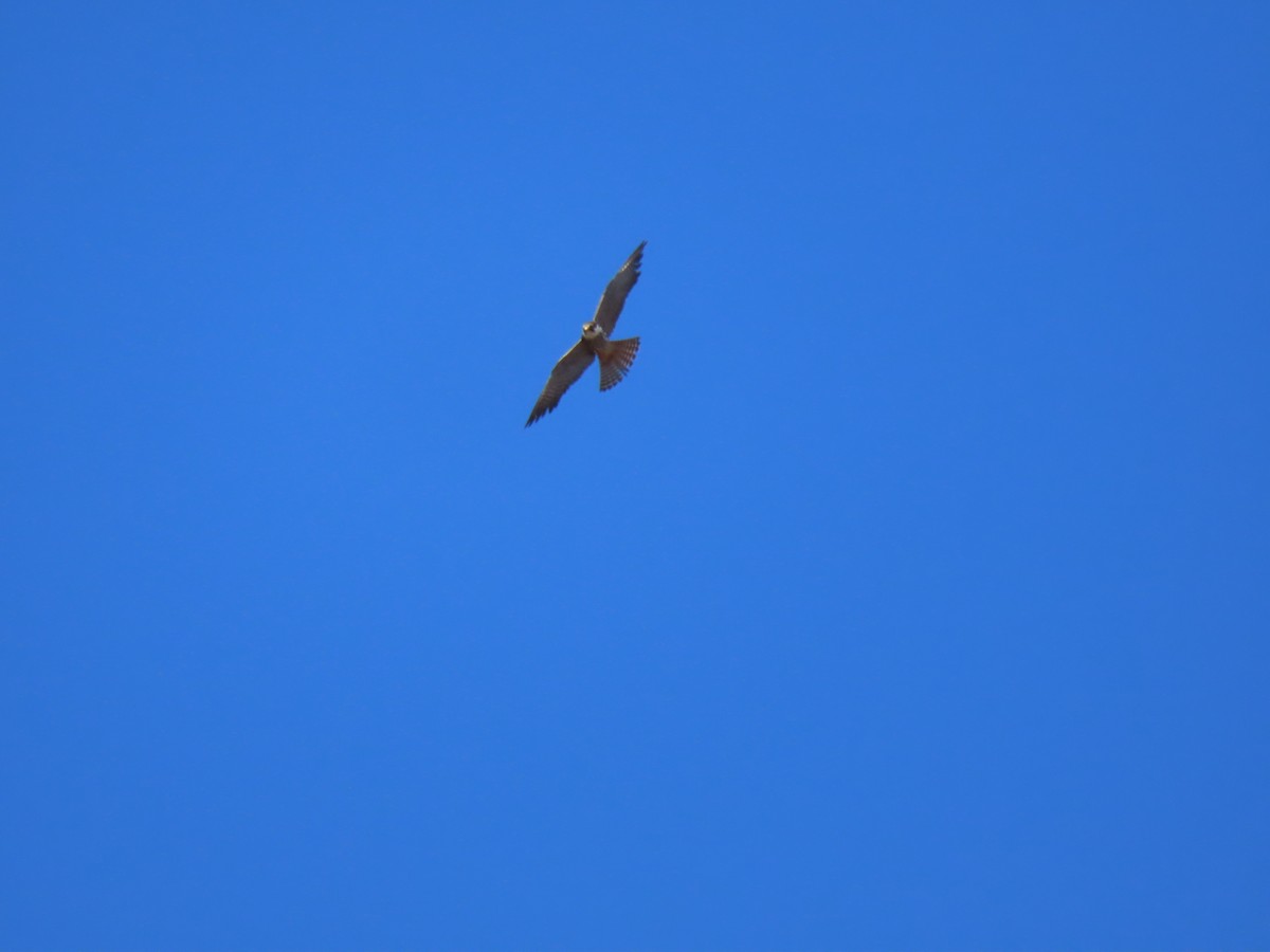 Eurasian Hobby - ML610214134