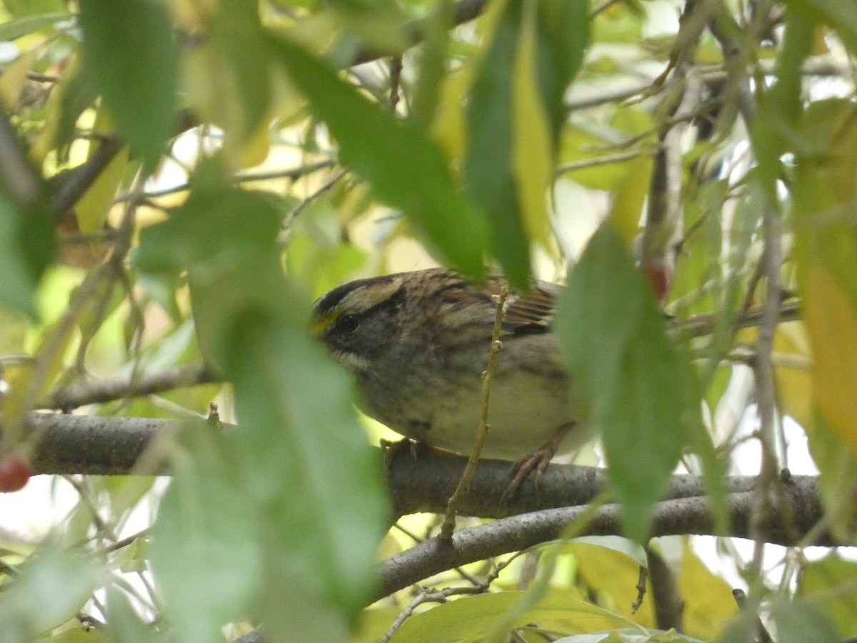 White-throated Sparrow - Ethan K