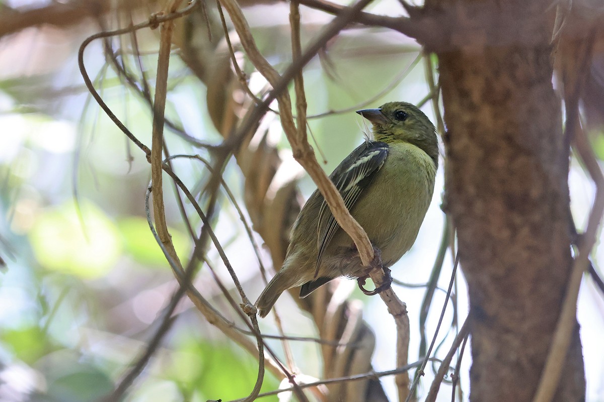 Mauritius Fody - ML610214148