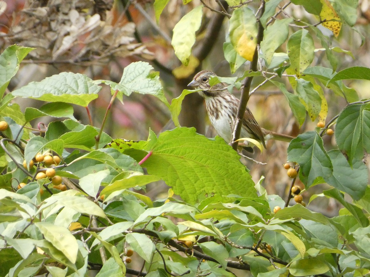 Song Sparrow - Ethan K