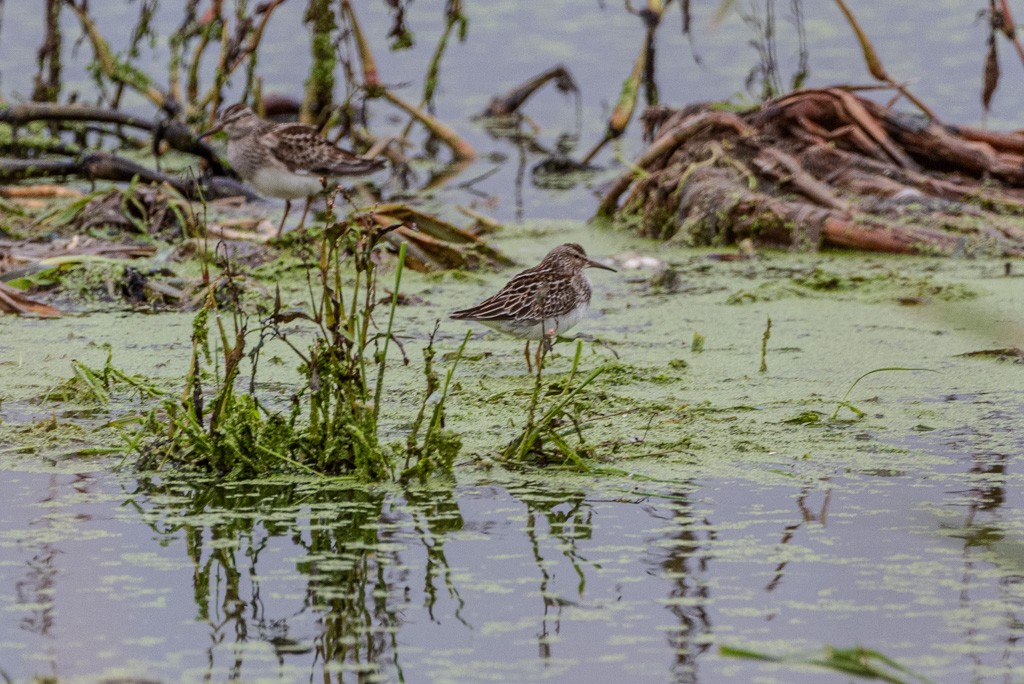 Pectoral Sandpiper - ML610214157