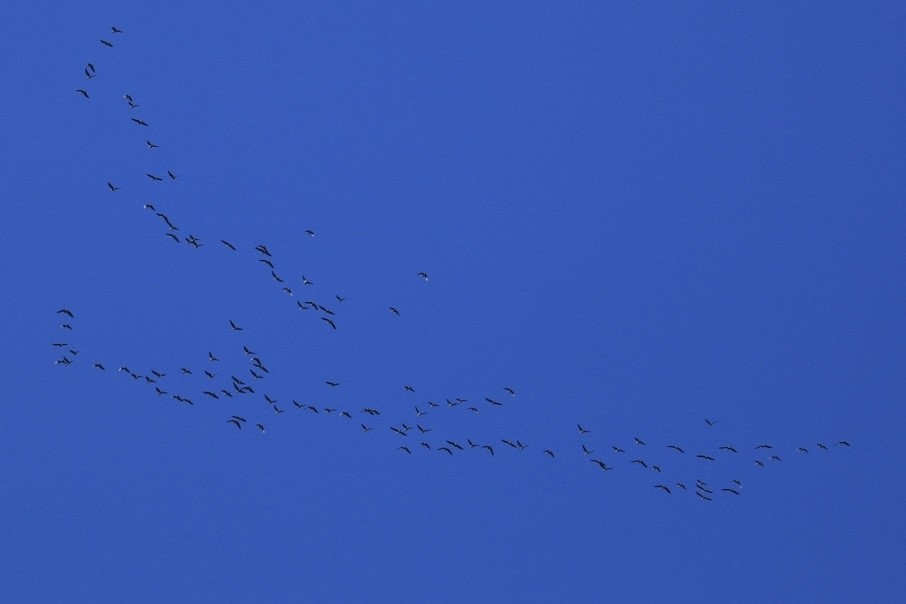 Greater White-fronted Goose - Mason Jarrett