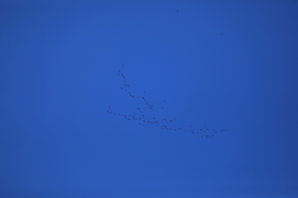 Greater White-fronted Goose - Mason Jarrett