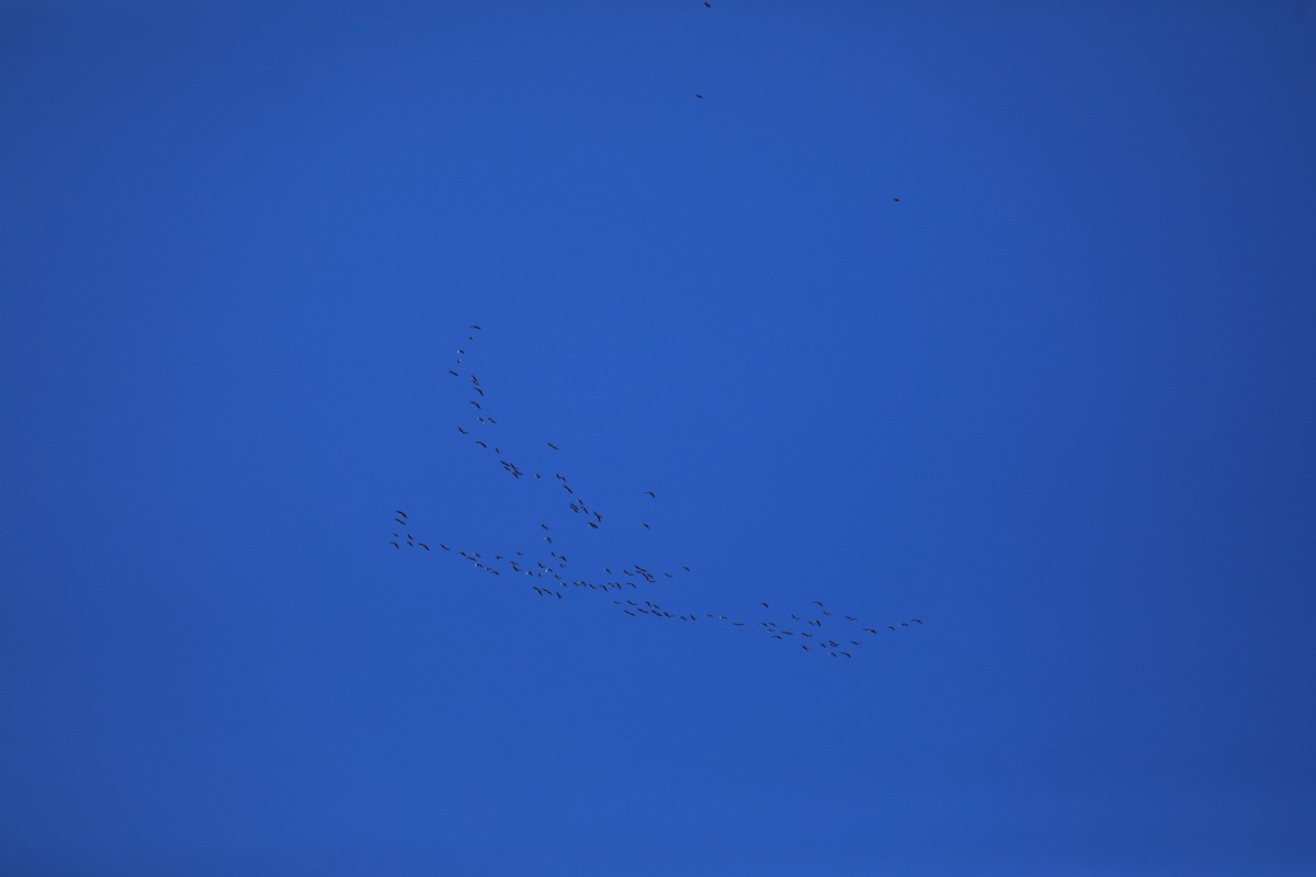 Greater White-fronted Goose - Mason Jarrett