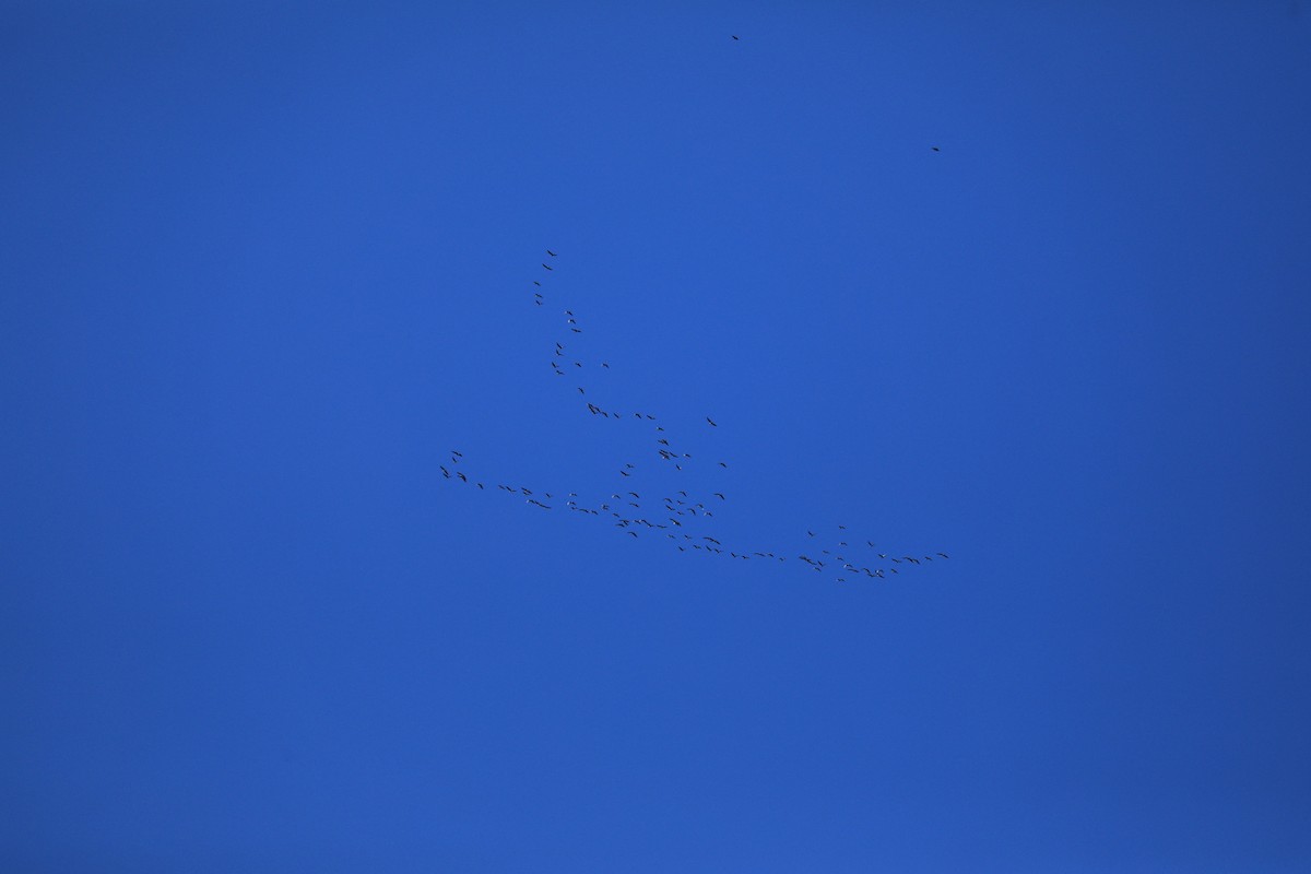 Greater White-fronted Goose - Mason Jarrett