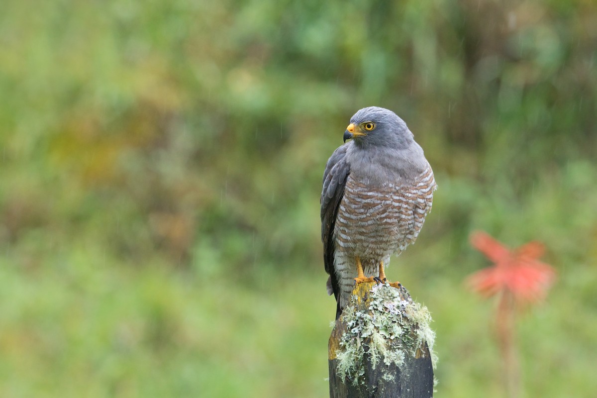 Roadside Hawk - ML610214197