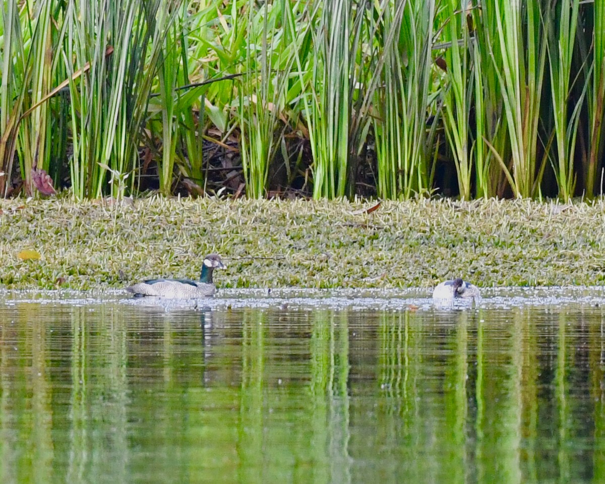 Green Pygmy-Goose - Steven Morris