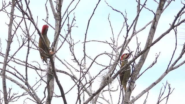 Golden-olive Woodpecker - ML610214219