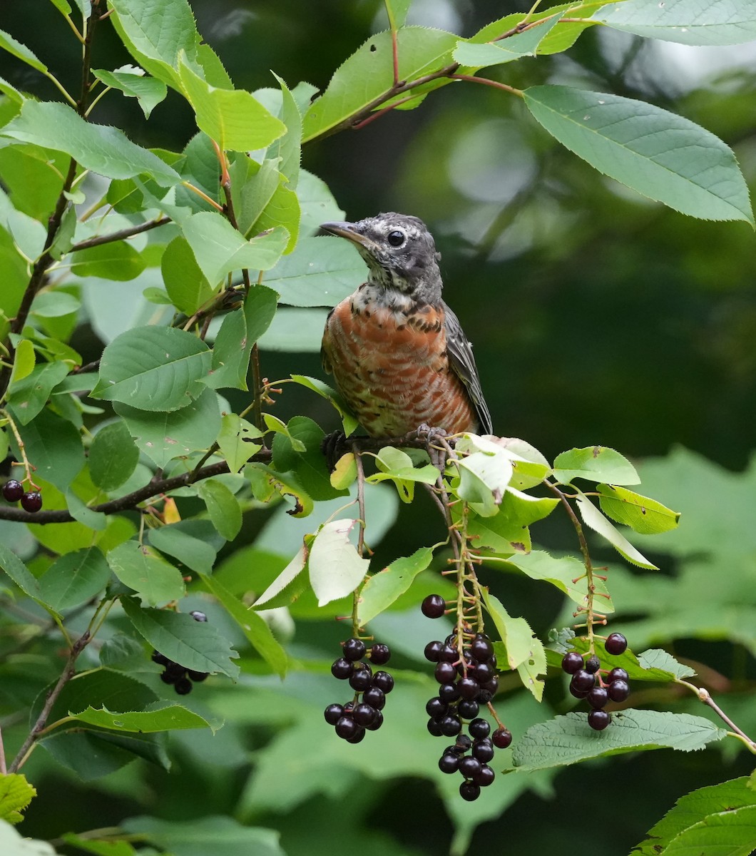American Robin - ML610214231