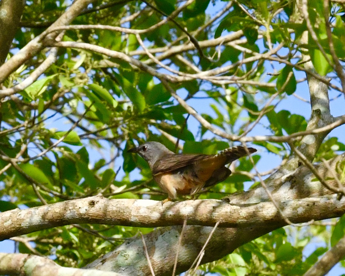 Brush Cuckoo - ML610214234