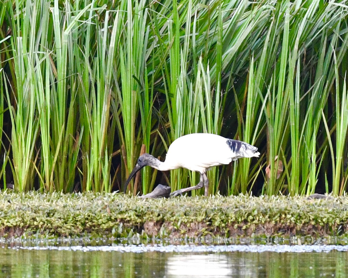 Australian Ibis - ML610214253