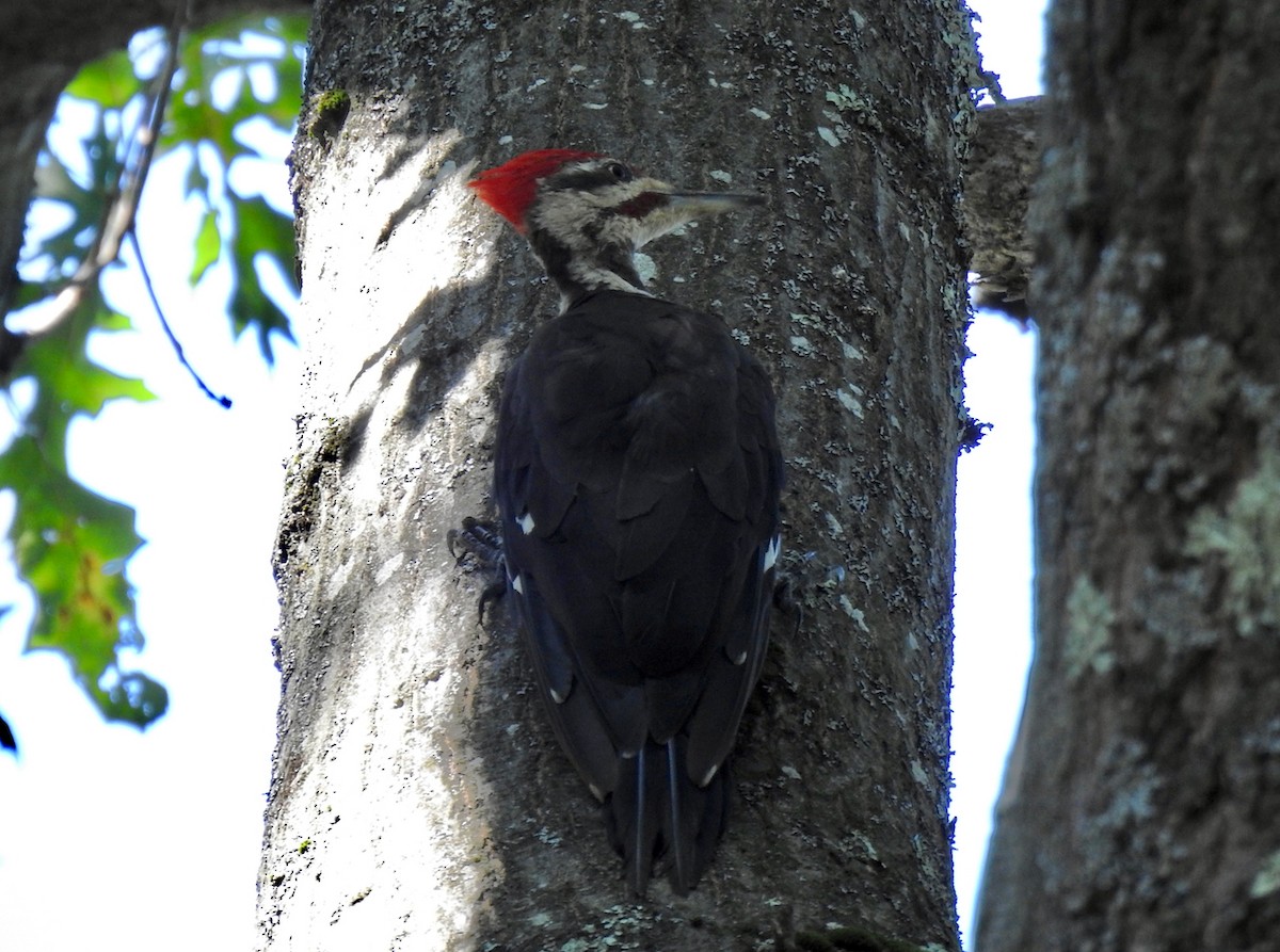 Pileated Woodpecker - ML610214322