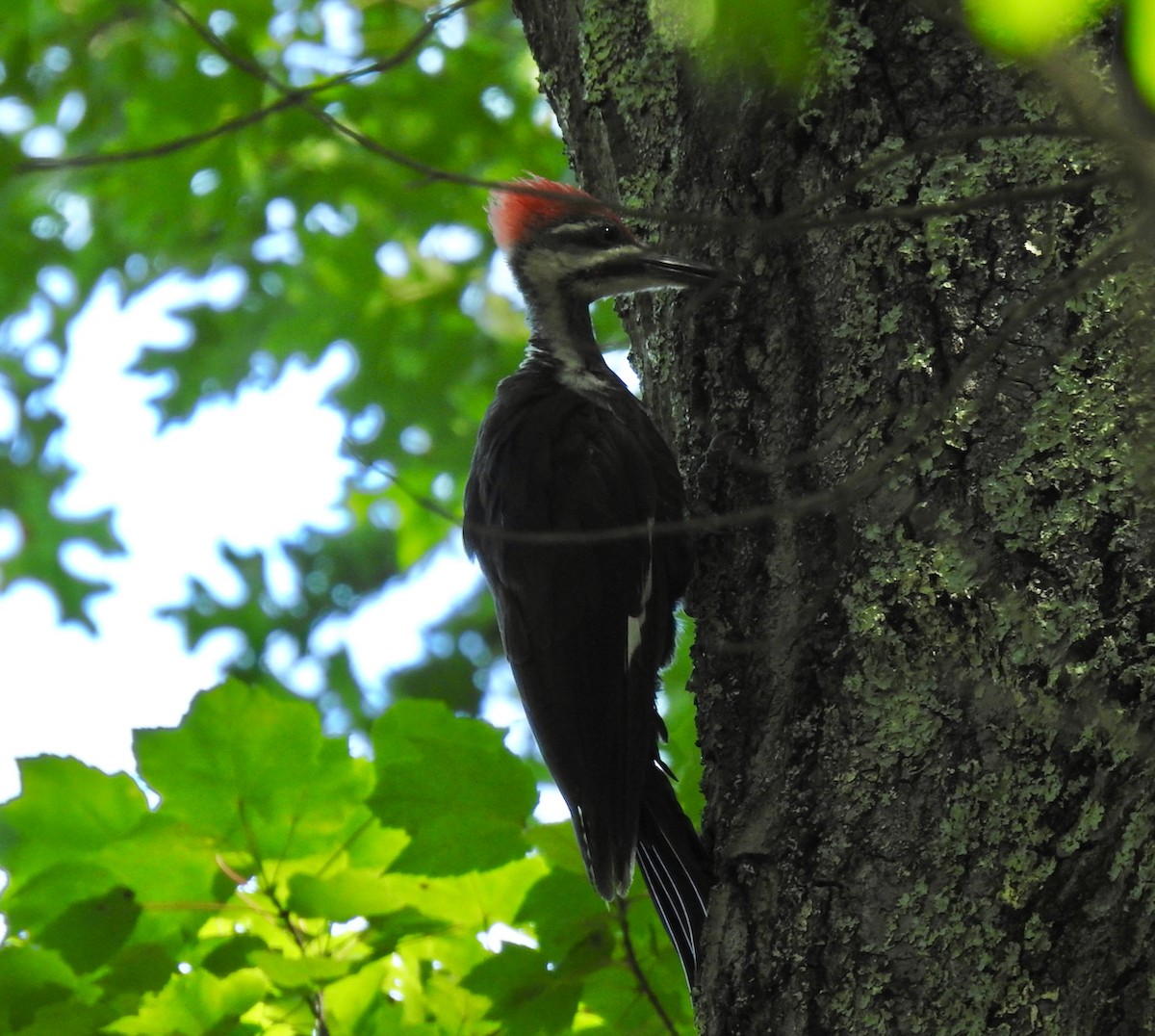 Pileated Woodpecker - ML610214323