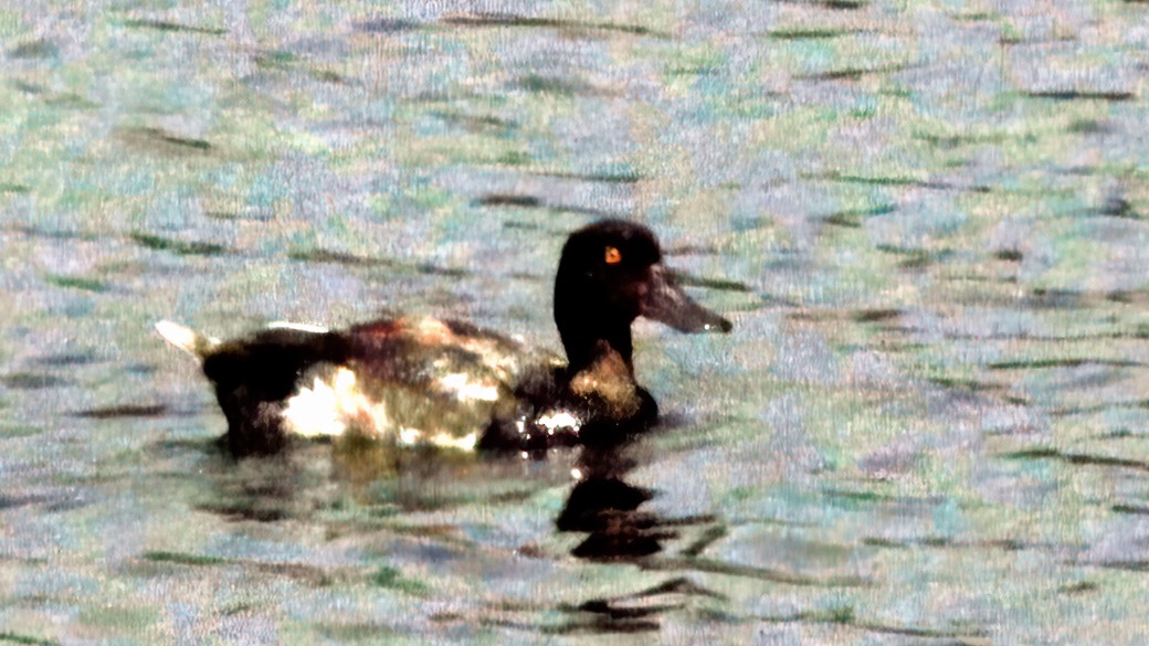 Greater Scaup - Sandra Wright