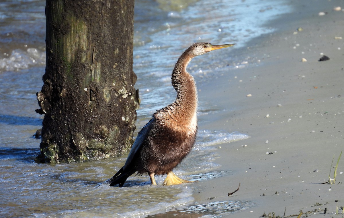 Anhinga Americana - ML610214337